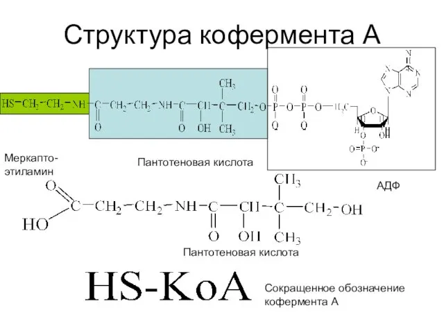 Структура кофермента А Пантотеновая кислота Меркапто-этиламин Пантотеновая кислота Сокращенное обозначение кофермента А АДФ