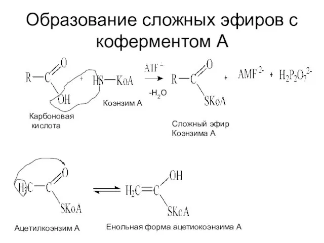 Образование сложных эфиров с коферментом А Сложный эфир Коэнзима А