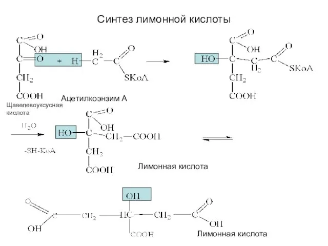 Синтез лимонной кислоты Щавелевоуксусная кислота Ацетилкоэнзим А Лимонная кислота Лимонная кислота