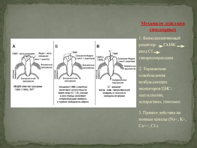 1. Бензодиазепиновый рецептор ГАМК вход Cl гиперполяризация 2. Торможение освобождения