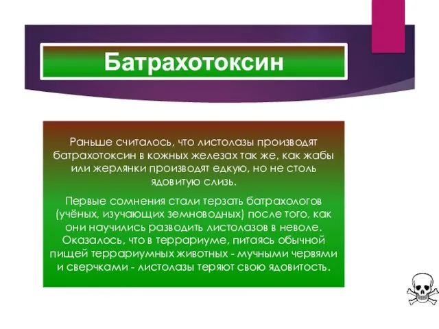 Батрахотоксин Раньше считалось, что листолазы производят батрахотоксин в кожных железах