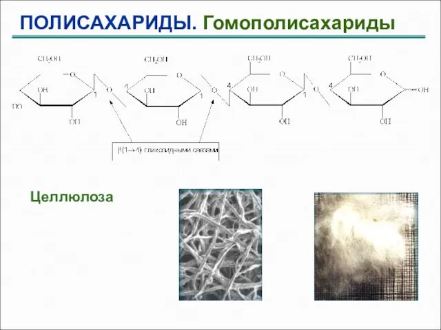 ПОЛИСАХАРИДЫ. Гомополисахариды Целлюлоза