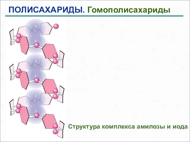 ПОЛИСАХАРИДЫ. Гомополисахариды Структура комплекса амилозы и иода