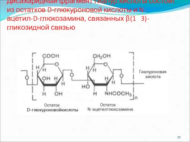 Гиалуроновая кислота Дисахаридный фрагмент гиалур.кислоты состоит из остатков D-глюкуроновой кислоты и N-ацетил-D-глюкозамина, связанных β(1 3)-гликозидной связью