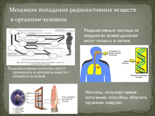 Механизм попадания радиоактивных веществ в организм человека Радиоактивные изотопы могут