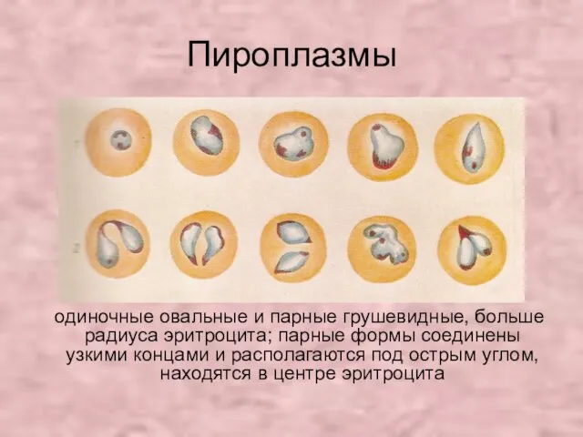 Пироплазмы одиночные овальные и парные грушевидные, больше радиуса эритроцита; парные