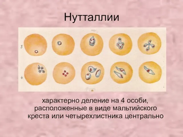 Нутталлии характерно деление на 4 особи, расположенные в виде мальтийского креста или четырехлистника центрально