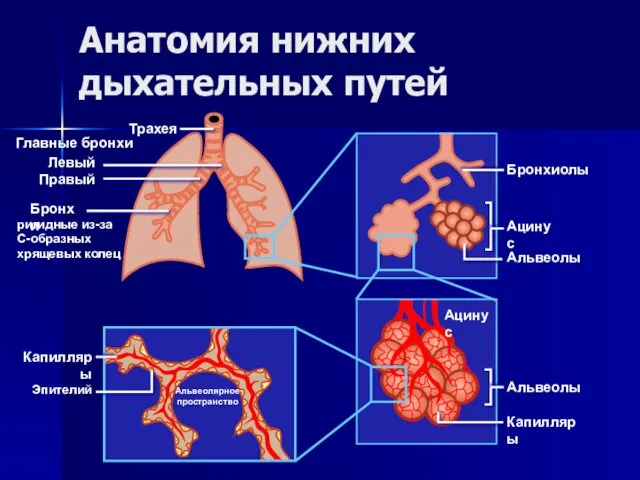 Анатомия нижних дыхательных путей Трахея Левый Правый Главные бронхи Бронхи