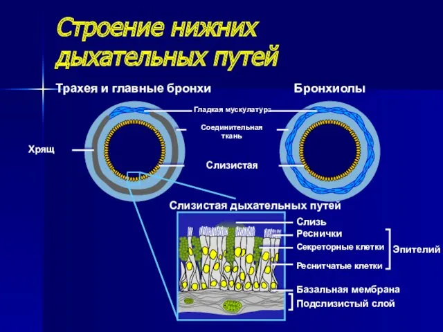 Строение нижних дыхательных путей Трахея и главные бронхи Бронхиолы Слизь