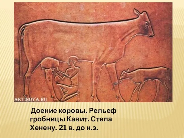 Доение коровы. Рельеф гробницы Кавит. Стела Хенену. 21 в. до н.э.