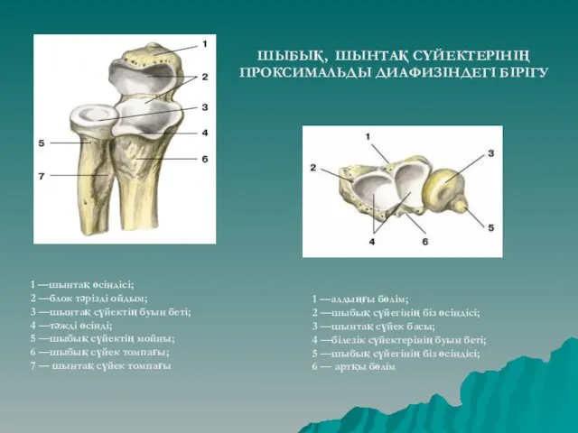 1 —шынтақ өсіндісі; 2 —блок тәрізді ойдым; 3 —шынтақ сүйектің