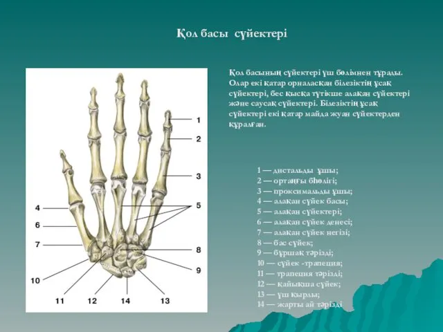 1 — дистальды ұшы; 2 — ортаңғы бһөлігі; 3 —