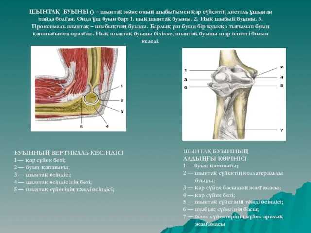 БУЫННЫҢ ВЕРТИКАЛЬ КЕСІНДІСІ 1 — қар сүйек беті; 2 —