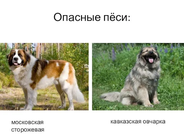 Опасные пёси: московская сторожевая кавказская овчарка