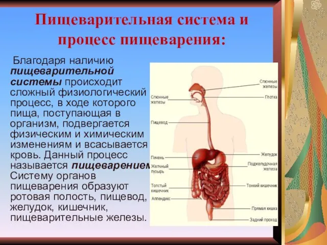 Пищеварительная система и процесс пищеварения: Благодаря наличию пищеварительной системы происходит