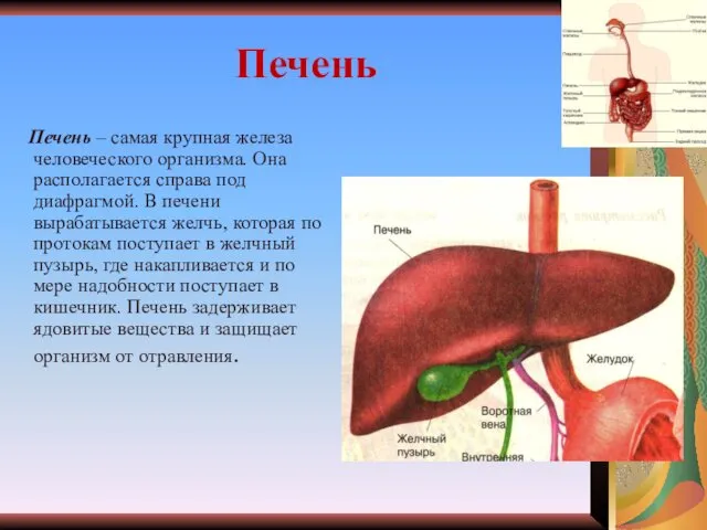 Печень Печень – самая крупная железа человеческого организма. Она располагается