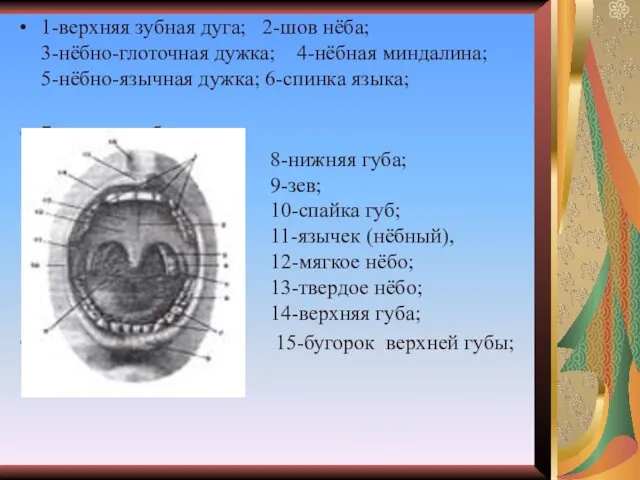 1-верхняя зубная дуга; 2-шов нёба; 3-нёбно-глоточная дужка; 4-нёбная миндалина; 5-нёбно-язычная