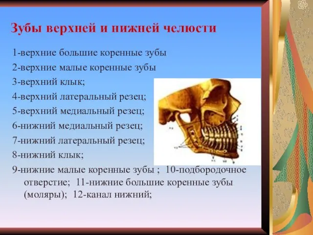 1-верхние большие коренные зубы 2-верхние малые коренные зубы 3-верхний клык;