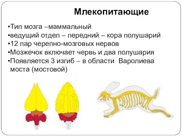 Млекопитающие Тип мозга –маммальный ведущий отдел – передний – кора полушарий 12 пар