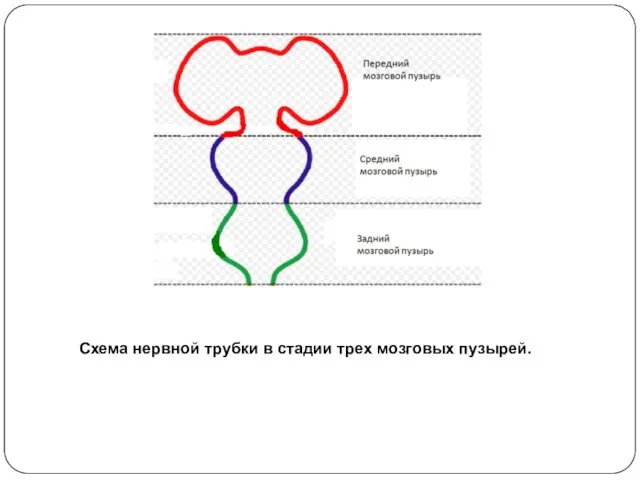 Схема нервной трубки в стадии трех мозговых пузырей.