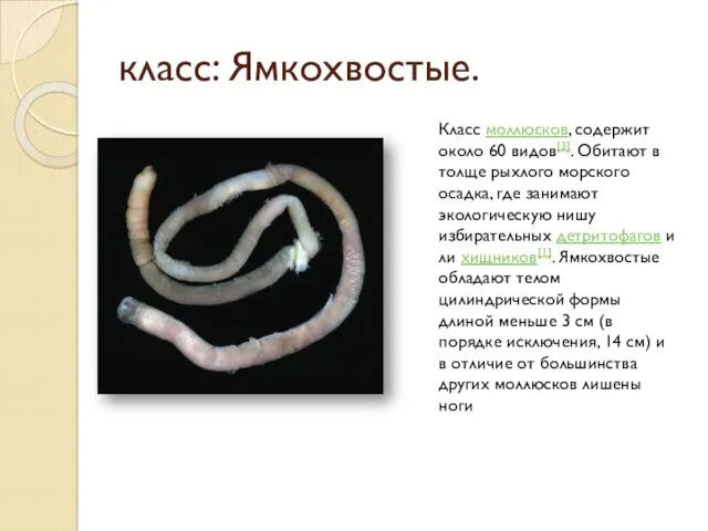 класс: Ямкохвостые. Класс моллюсков, содержит около 60 видов[3]. Обитают в