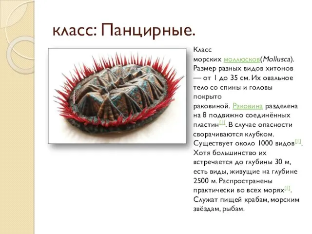 класс: Панцирные. Класс морских моллюсков(Mollusca). Размер разных видов хитонов —