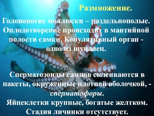 Сперматозоиды самцов склеиваются в пакеты, окруженные плотной оболочкой, - сперматофоры. Яйцеклетки крупные, богатые