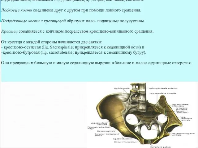 Таз - это часть тела человека, которая ограничена тазовыми костями