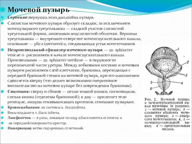 Мочевой пузырь Строение:верхушка,тело,дно,шейка пузыря. Слизистая мочевого пузыря образует складки, за