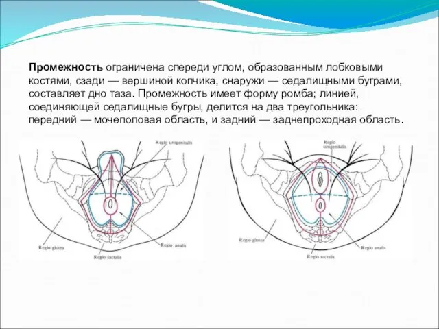 Промежность ограничена спереди углом, образованным лобковыми костями, сзади — вершиной