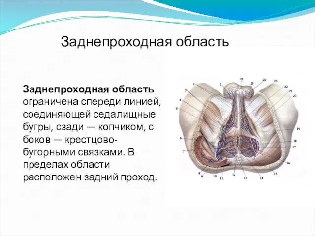 Заднепроходная область Заднепроходная область ограничена спереди линией, соединяющей седалищные бугры,