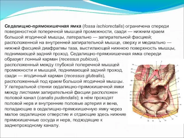 Седалищно-прямокишечная ямка (fossa ischiorectalis) ограничена спереди поверхностной поперечной мышцей промежности,