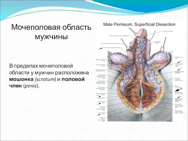 В пределах мочеполовой области у мужчин расположена мошонка (scrotum) и половой член (penis). Мочеполовая область мужчины