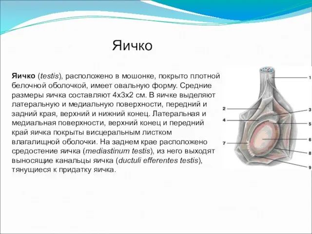 Яичко (testis), расположено в мошонке, покрыто плотной белочной оболочкой, имеет