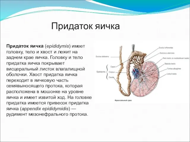 Придаток яичка (epididymis) имеет головку, тело и хвост и лежит