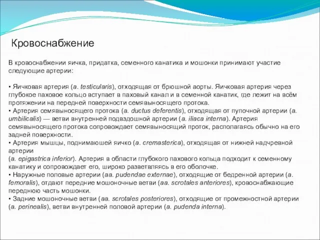 Кровоснабжение В кровоснабжении яичка, придатка, семенного канатика и мошонки принимают