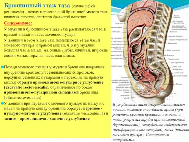 Брюшинный этаж таза (cavum pelvis peritoneale) - между париетальной брюшиной