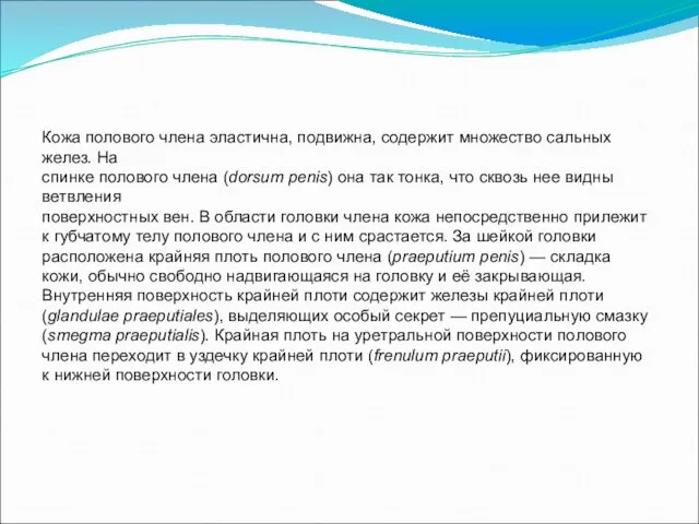 Кожа полового члена эластична, подвижна, содержит множество сальных желез. На