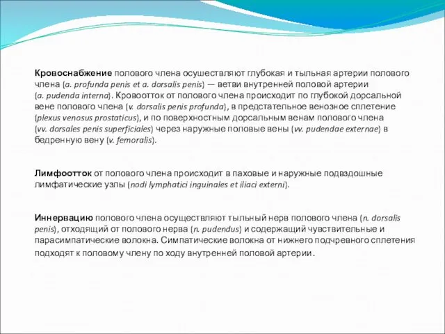 Кровоснабжение полового члена осушествляют глубокая и тыльная артерии полового члена