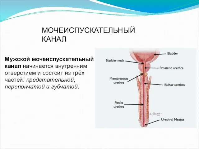 Мужской мочеиспускательный канал начинается внутренним отверстием и состоит из трёх