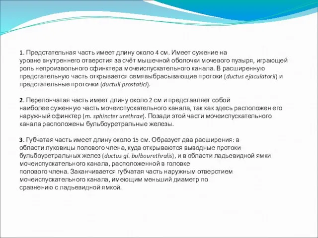 1. Предстательная часть имеет длину около 4 см. Имеет сужение