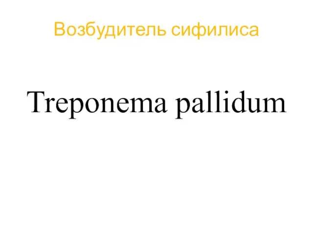 Возбудитель сифилиса Treponema pallidum