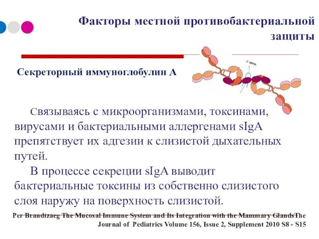 Факторы местной противобактериальной защиты Связываясь с микроорганизмами, токсинами, вирусами и