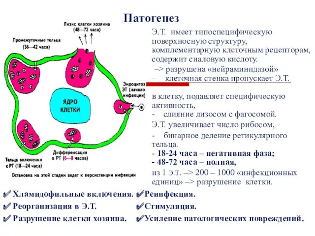 Патогенез Э.Т. имеет типоспецифическую поверхносную структуру, комплементарную клеточным рецепторам, содержит