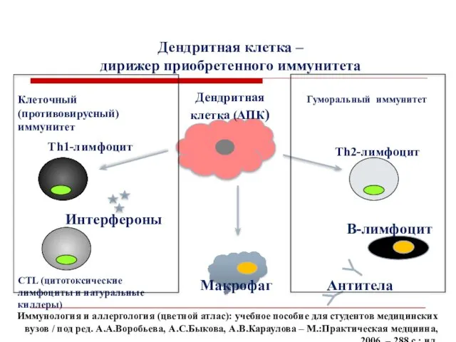 Дендритная клетка – дирижер приобретенного иммунитета Th1-лимфоцит Th2-лимфоцит Макрофаг CTL