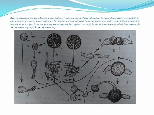 Мукордың өмірлік циклы:А-жыныссыз көбею; Б-жыныстық көбеюі: М-мейоз: 1-фитофторамен зақымданған картоптың жапырағы мен түйнегі;