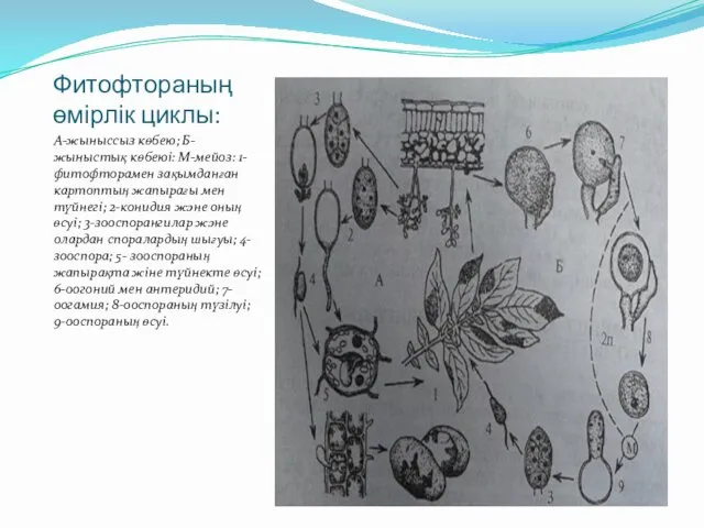 Фитофтораның өмірлік циклы: А-жыныссыз көбею; Б-жыныстық көбеюі: М-мейоз: 1-фитофторамен зақымданған картоптың жапырағы мен