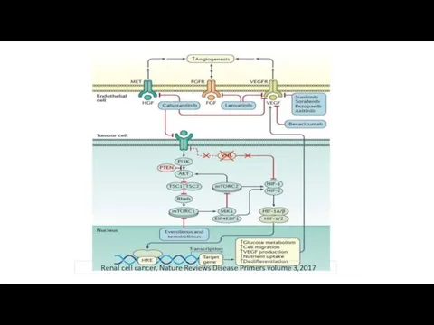 Renal cell cancer, Nature Reviews Disease Primers volume 3,2017