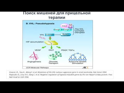 Поиск мишеней для прицельной терапии Gnarra J.R., Tory K., Weng