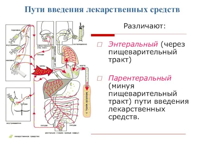 Пути введения лекарственных средств Различают: Энтеральный (через пищеварительный тракт) Парентеральный